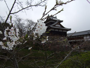 お城の桜０９０３２６