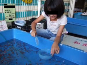 金魚すくい 金魚すくい