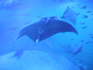 海遊館　春海撮影