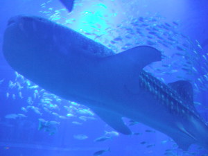 海遊館　春海撮影